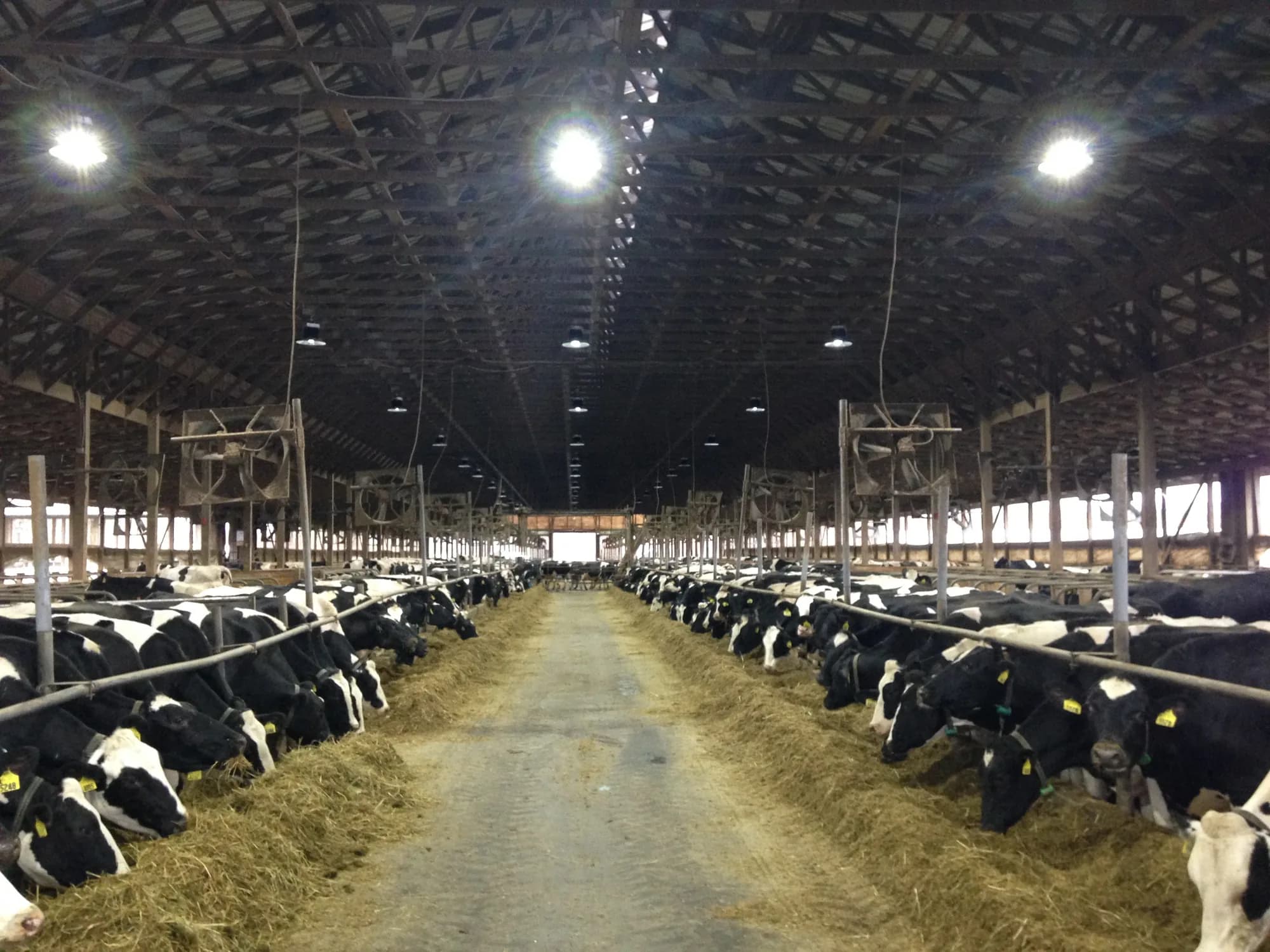 Lit free stall dairy barn wired by Slon Electric