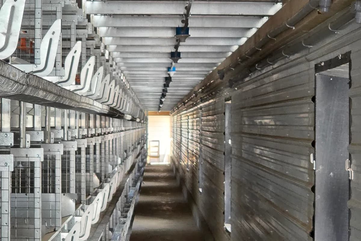 Conduit and junction boxes running along the ceiling above a poultry house cage aisle