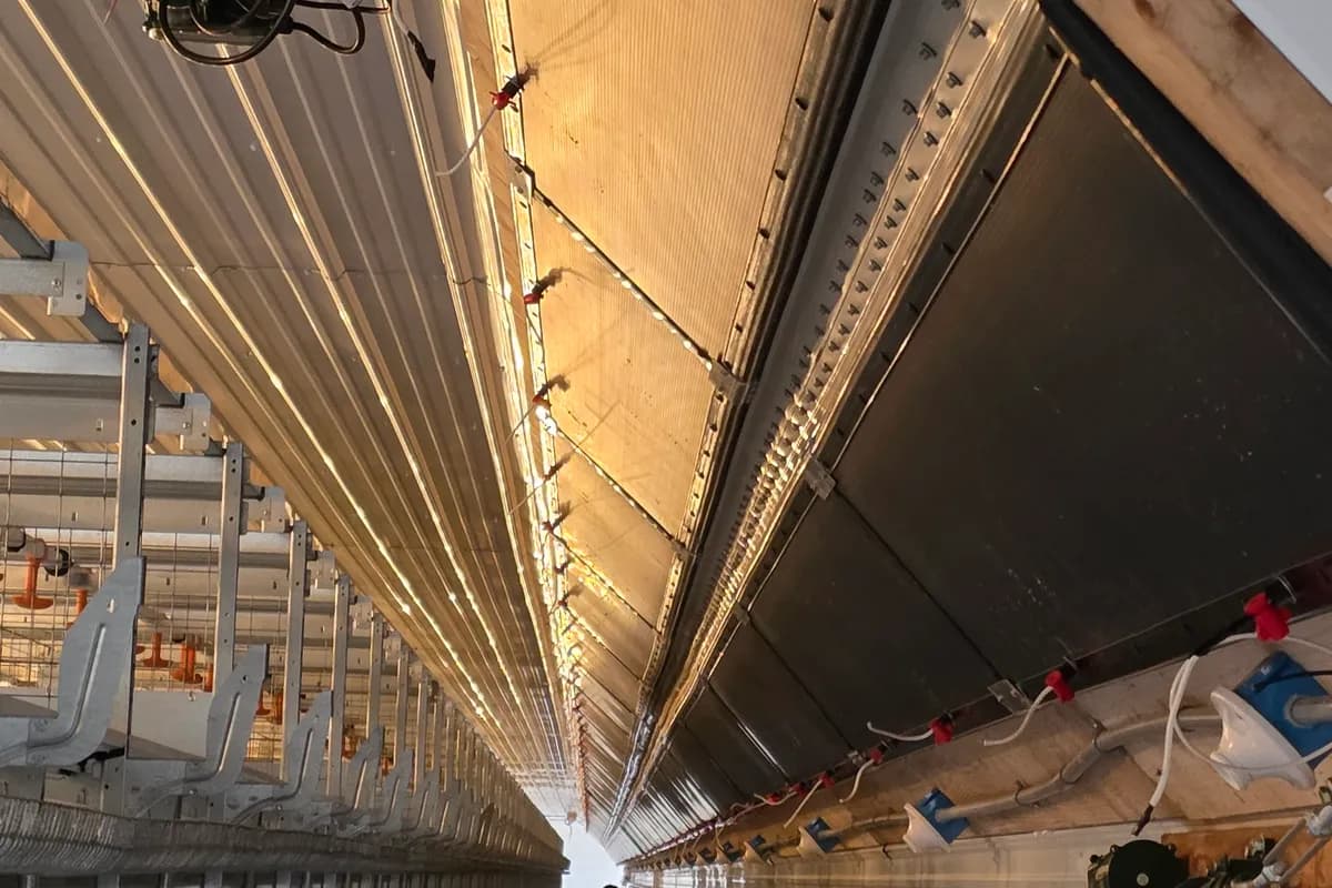 Curtain machine wiring along the ceiling of a poultry house aisle, cable tied and connected
