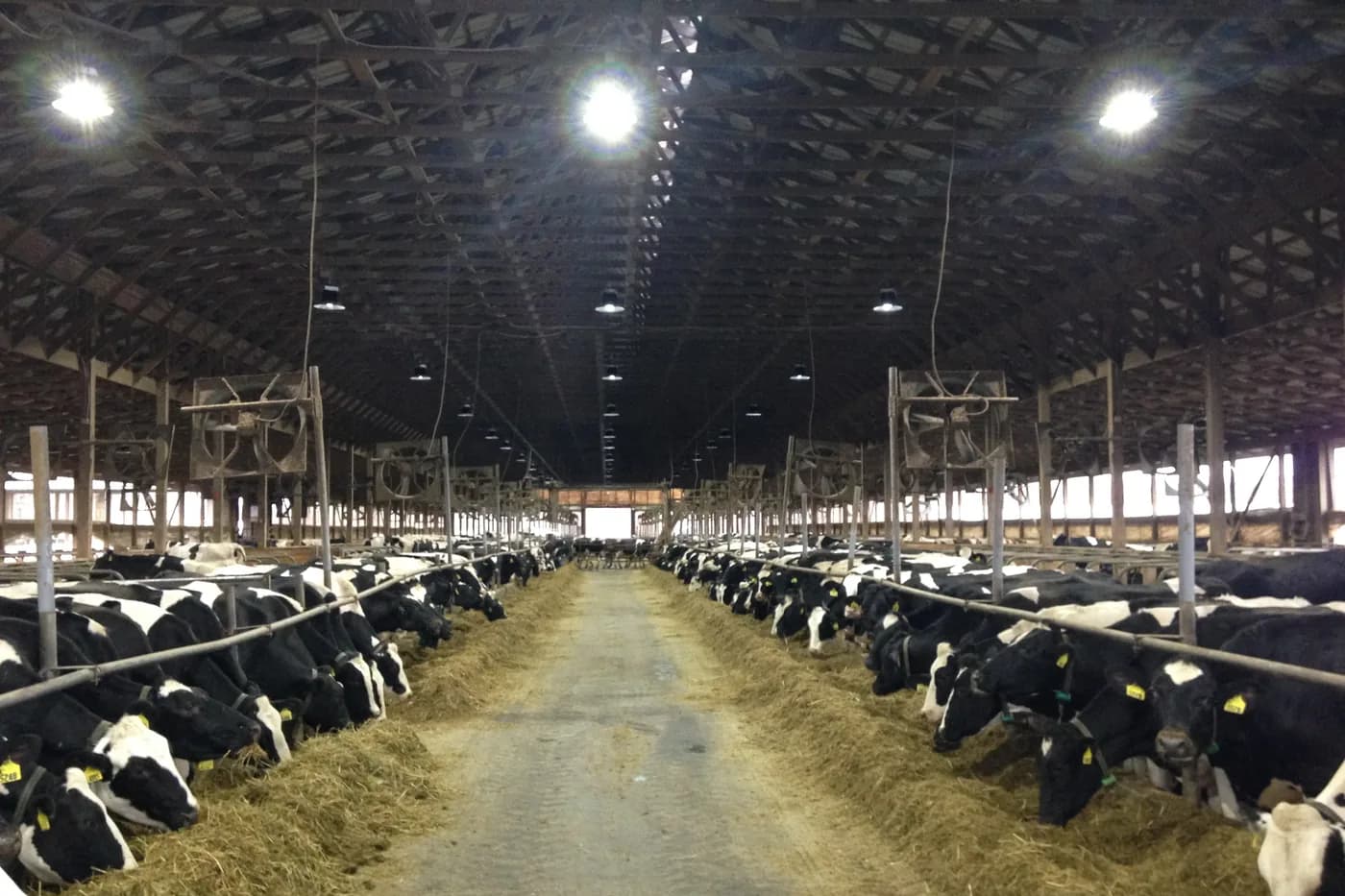 Lit free stall dairy barn wired by Slon Electric